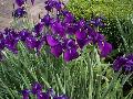 Siberian Iris / Iris sibirica